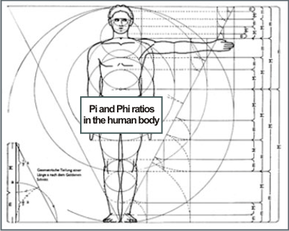 braccia mani fibonacci