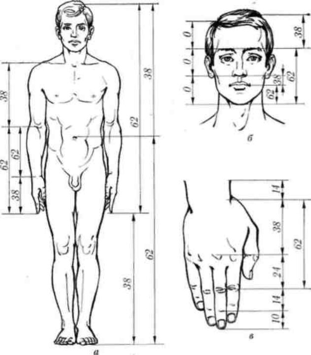 corpo umano fibonacci proporzioni