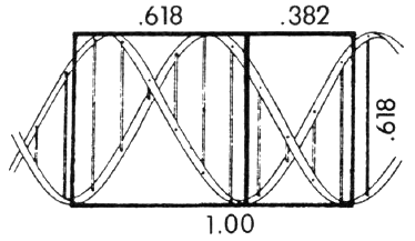 dna fibonacci