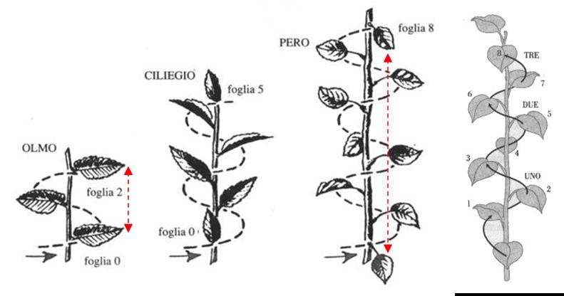 piante biologia fibonacci