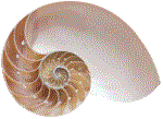 spirale fibonacci